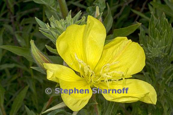 oenothera elata ssp hookeri 6 graphic